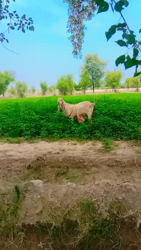 @Rashid Rashid1710