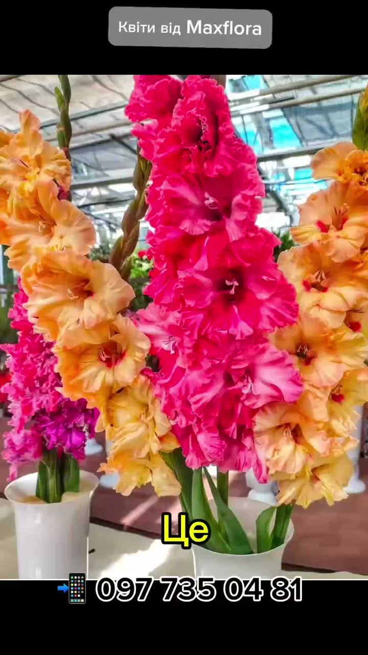 @maxflora0977350481