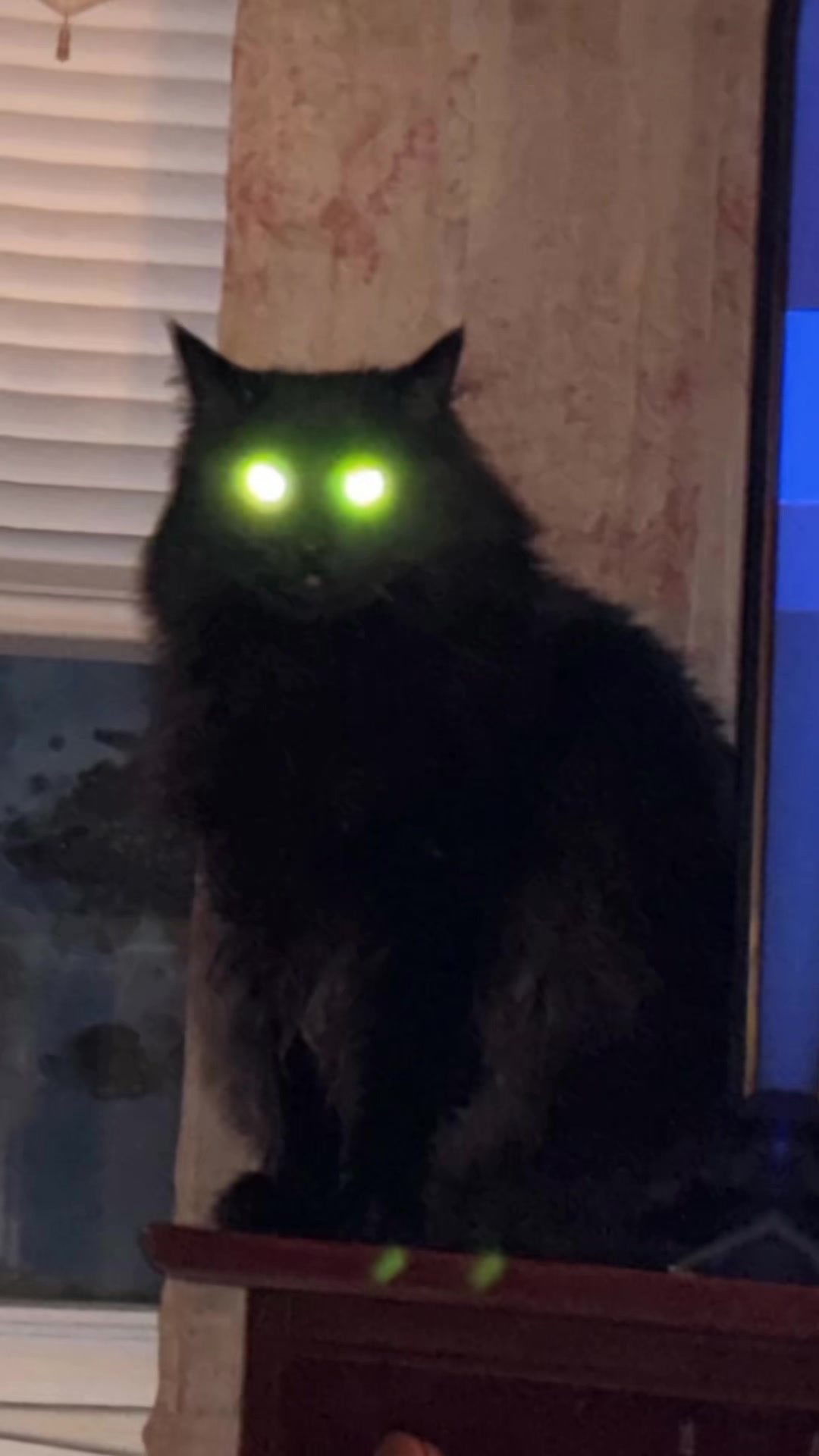 @NICO NATION 🐈&zwj;⬛