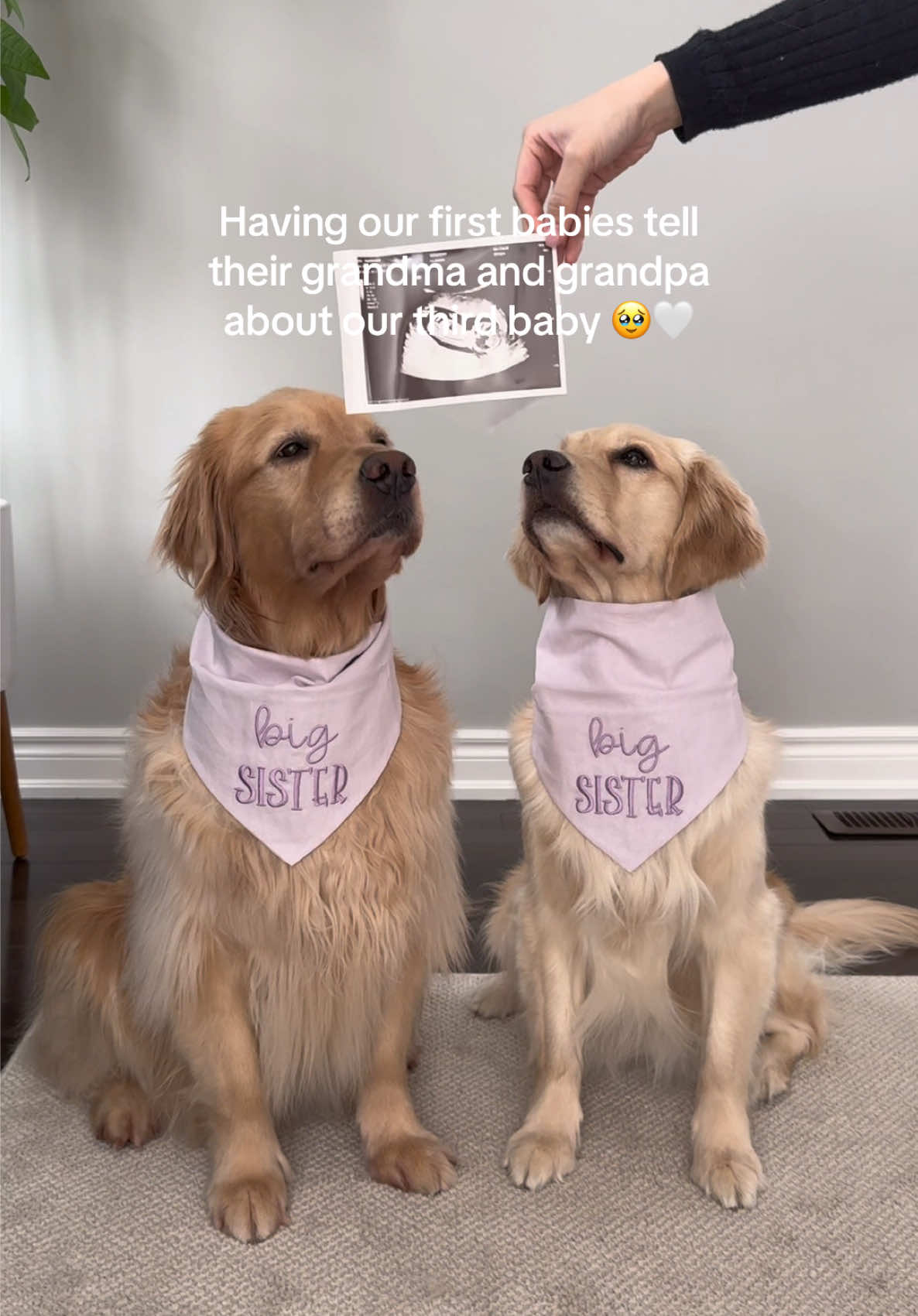 @Daisy & Maple the Goldens