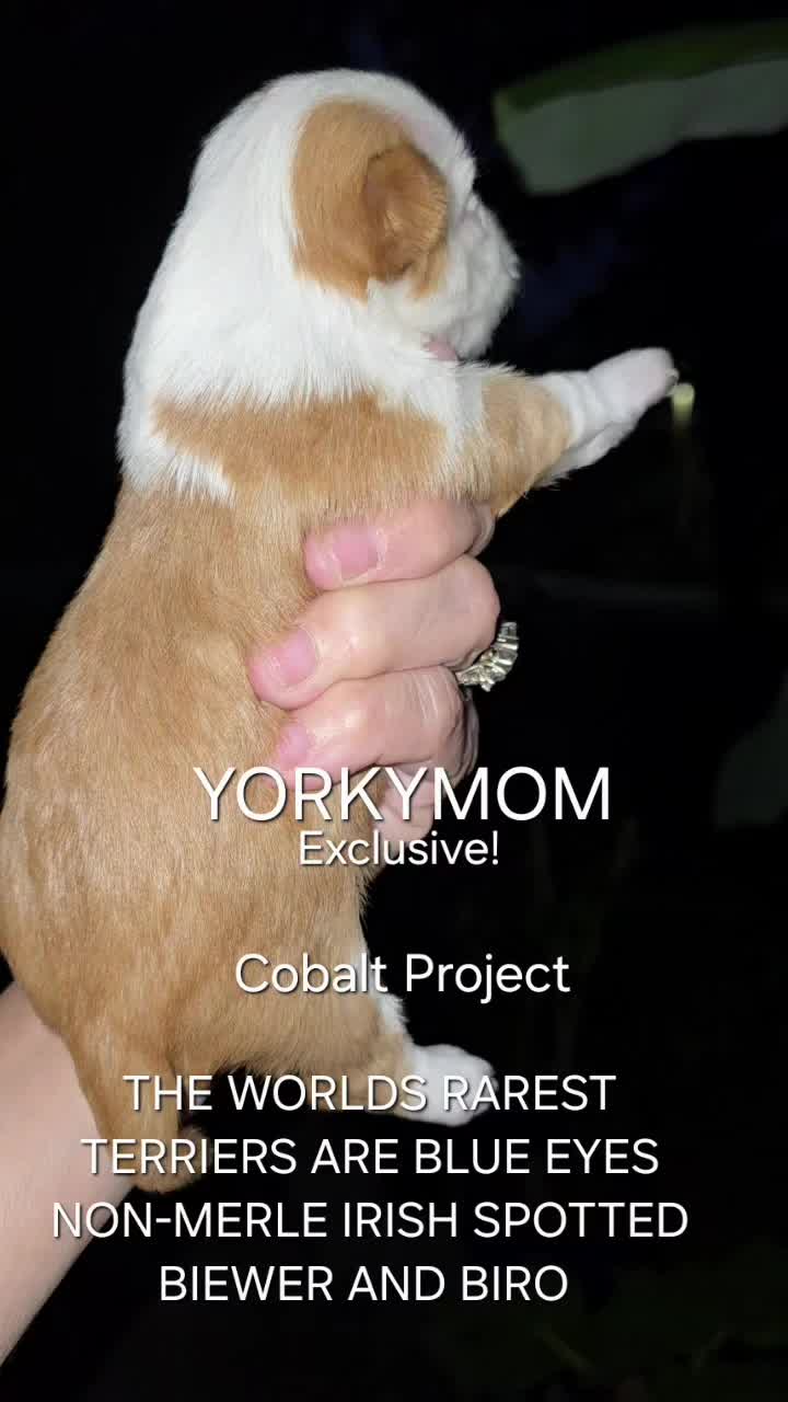 @theYorkymom