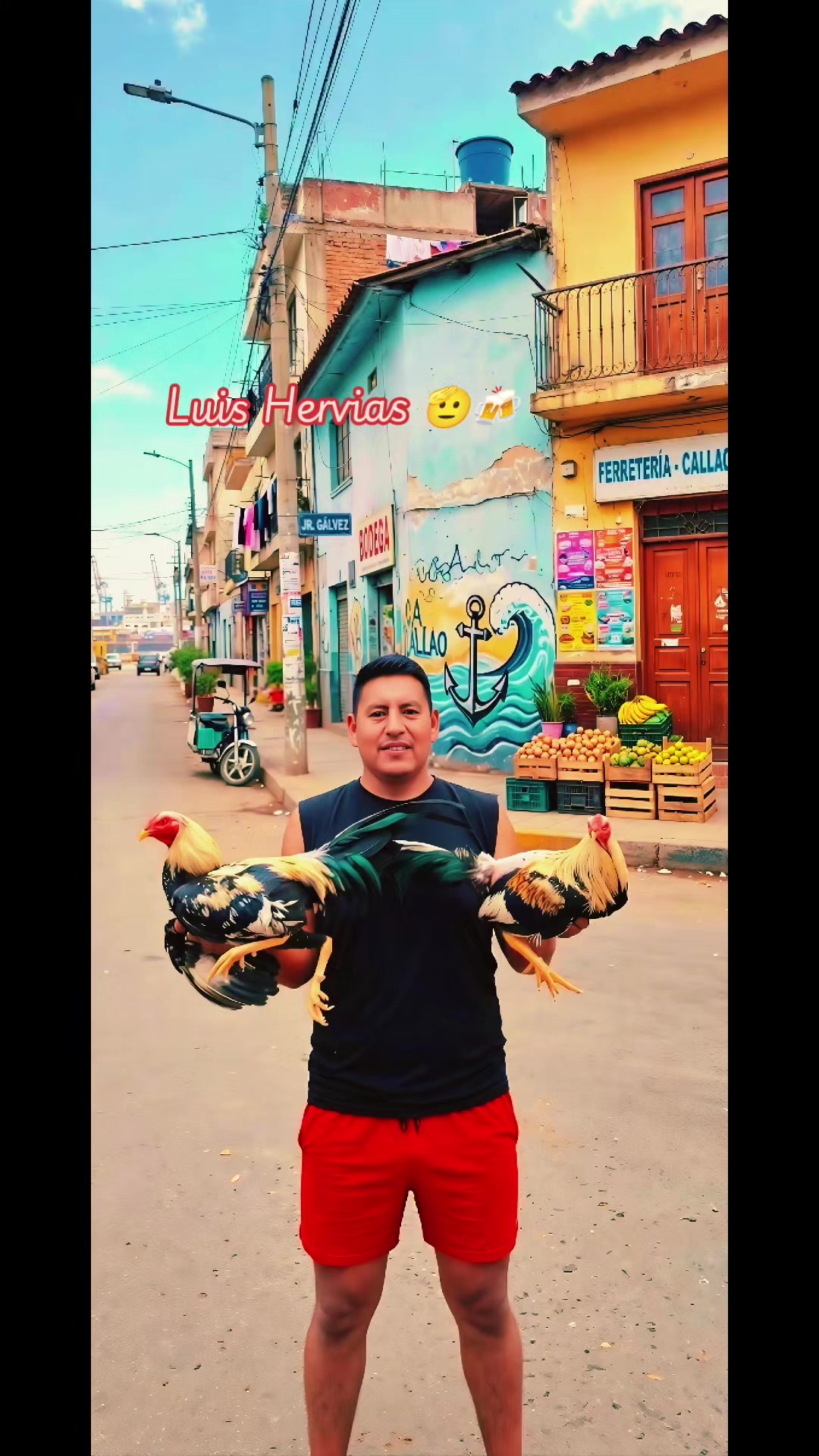 @GALLOS FINOS