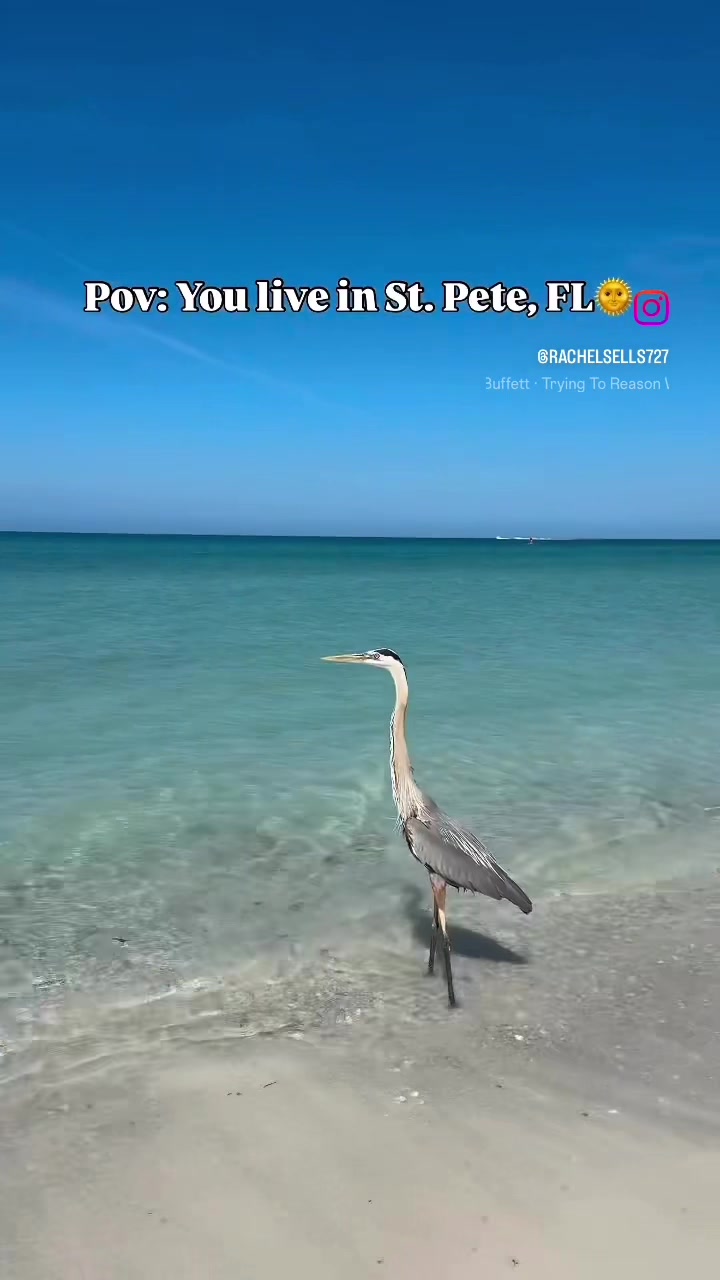@Rachel / St. Pete Realtor🌞🌴
