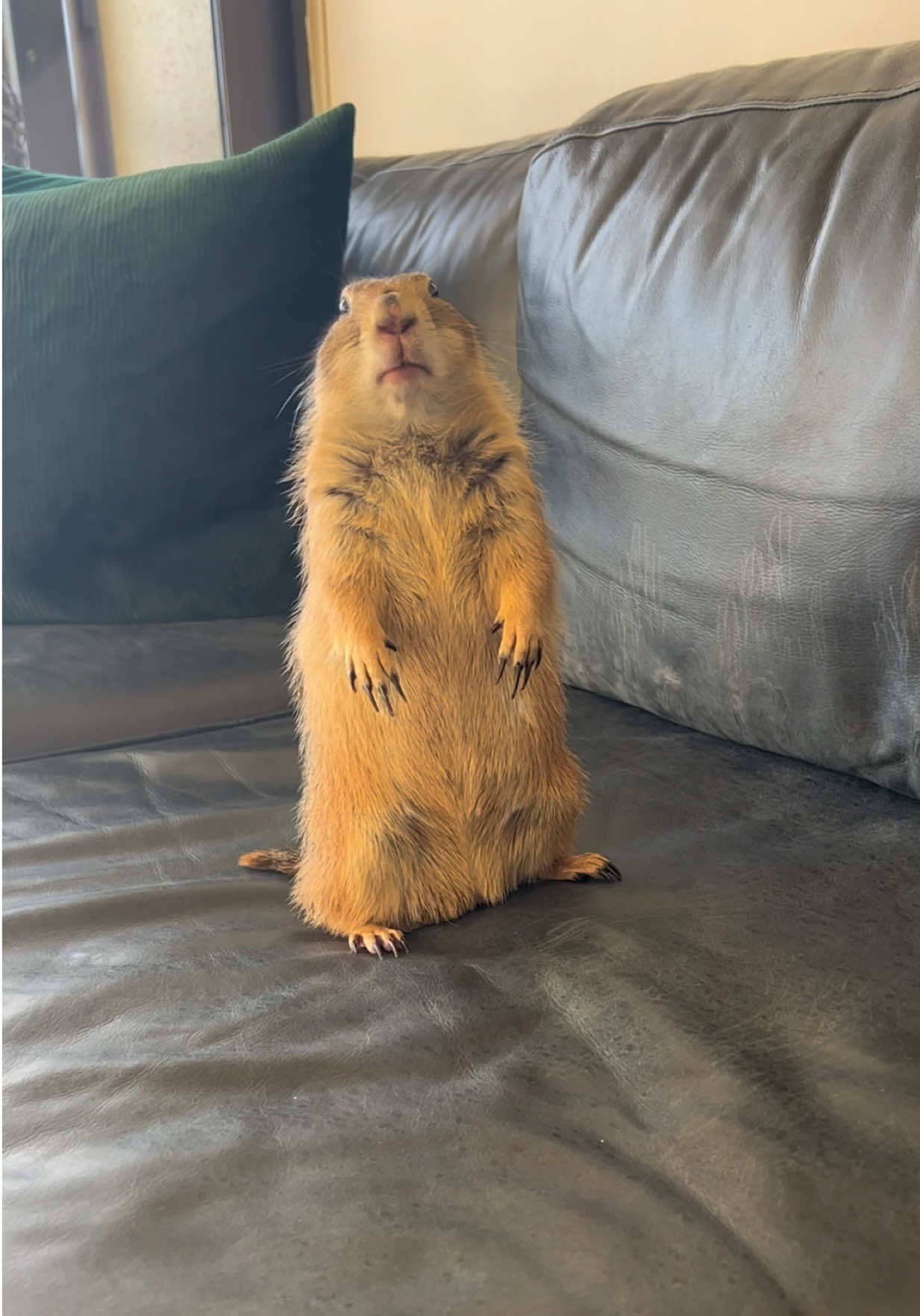 @Poppy the Prairie Dog