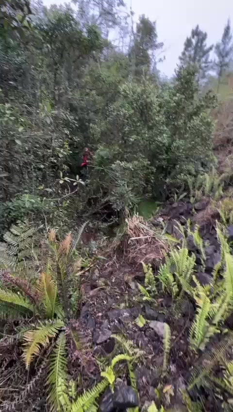 @Daniel De Oliveira D