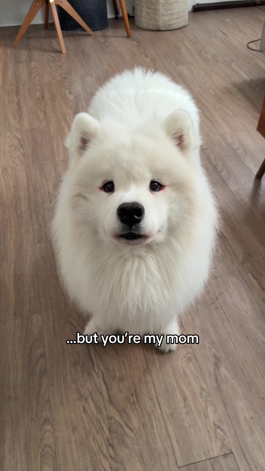 @Biff the Samoyed