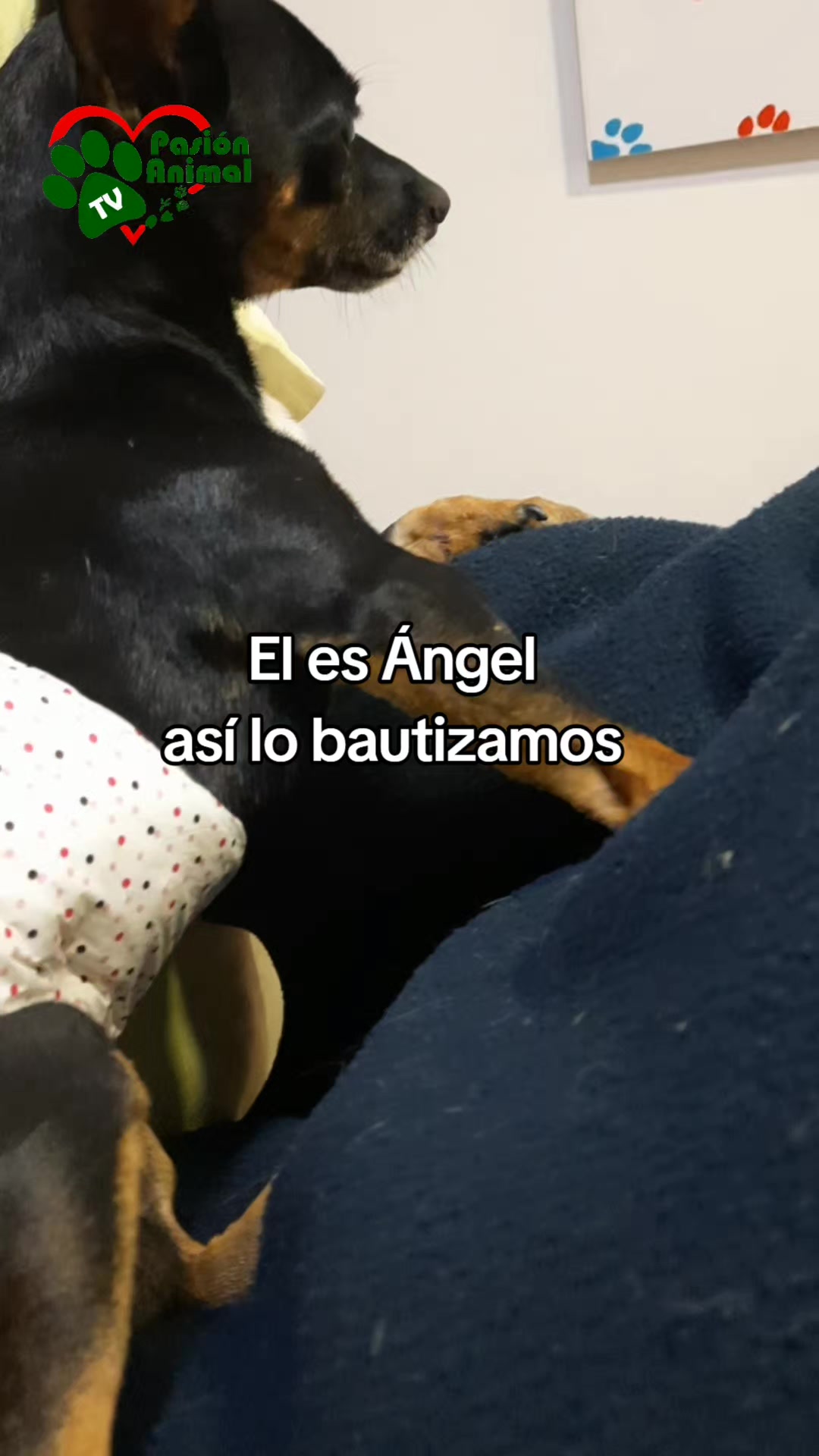 @Pasión Animal Tv