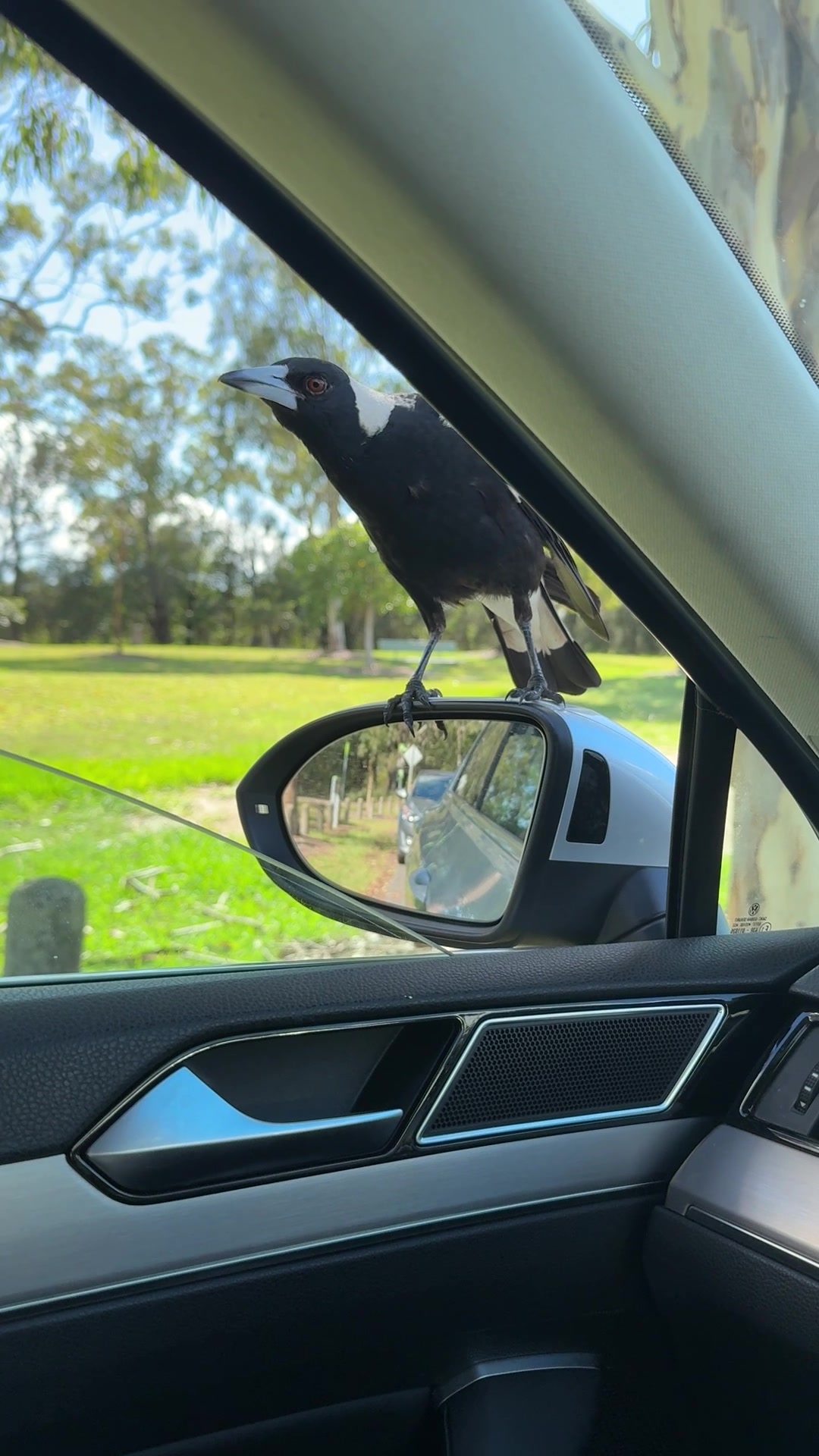 @V Aussie