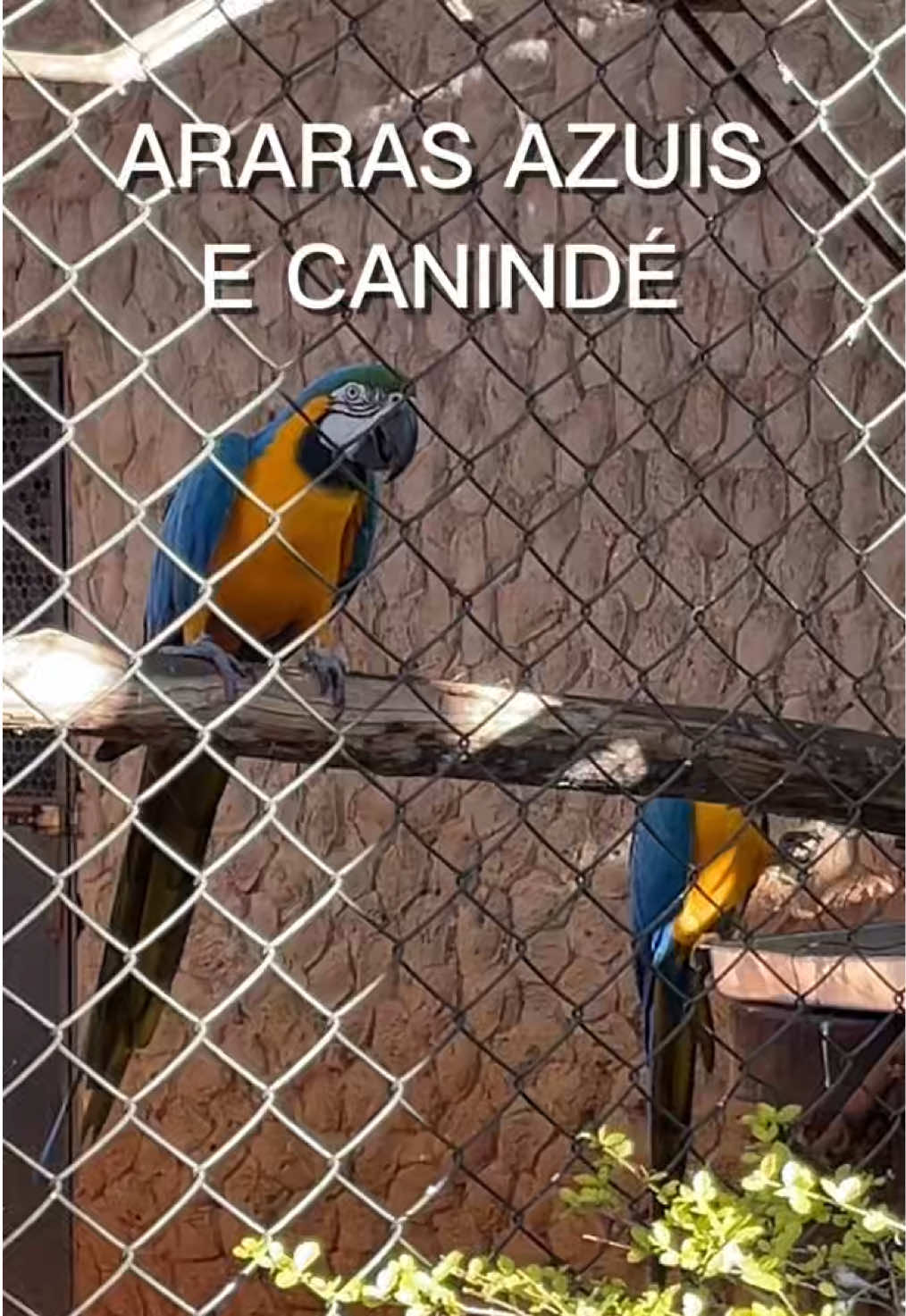 @JDM A NATUREZA EM AÇÃO