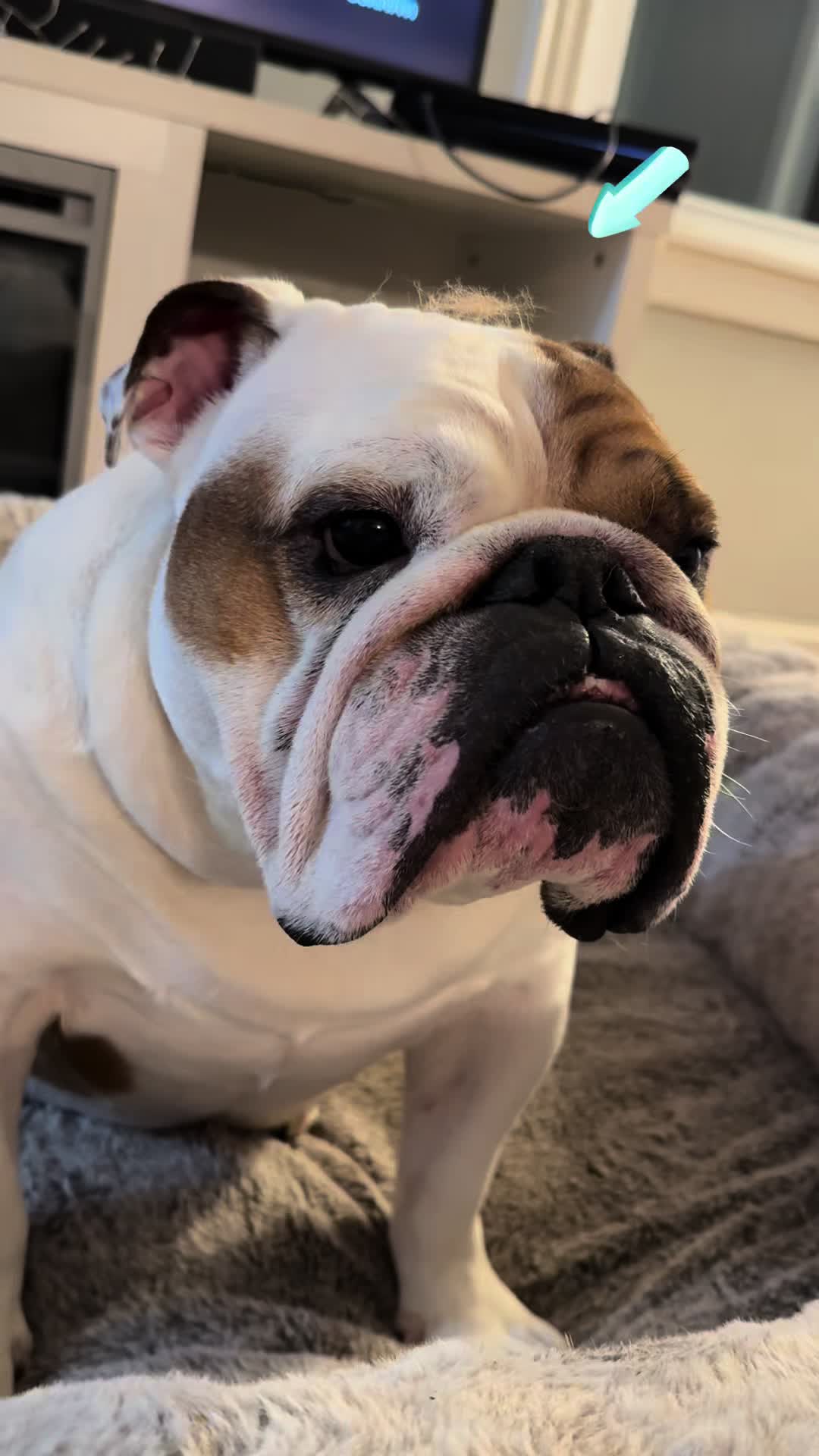@Stubby The Bulldog