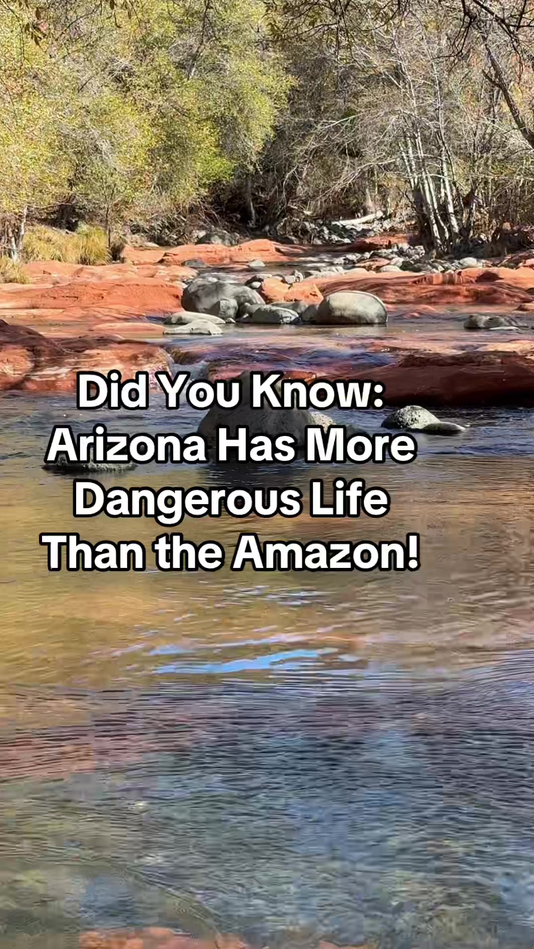 @ArizonaTribe