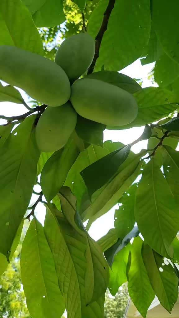 @AppalachiaMntCrone