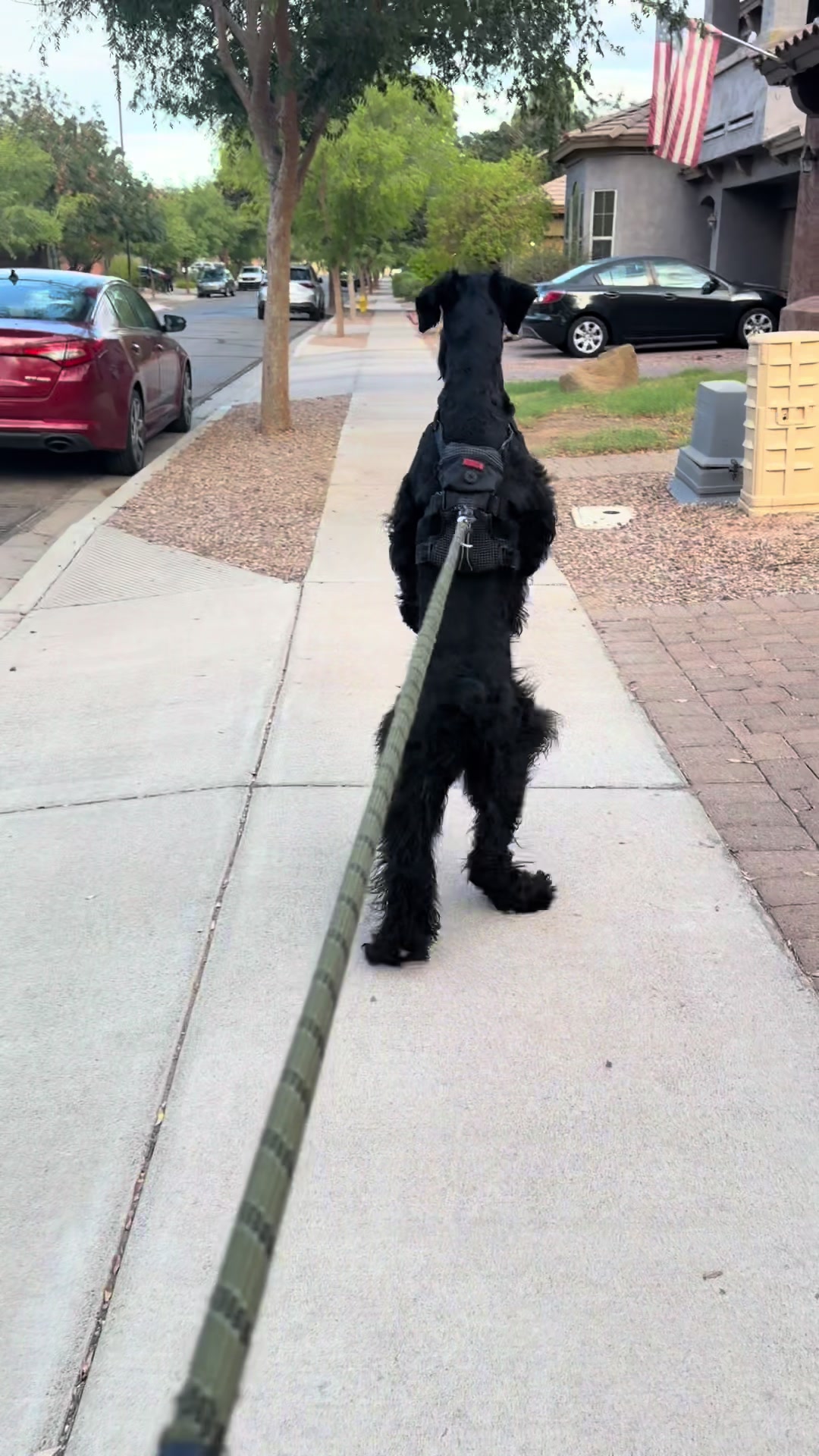 @Fiona Walks
