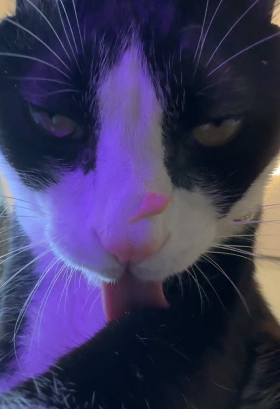 @Licking Cat