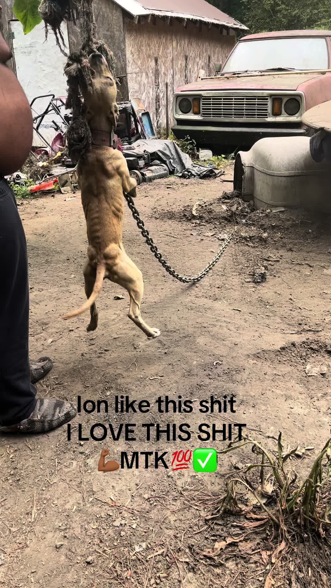 @MoneyTalkKennels