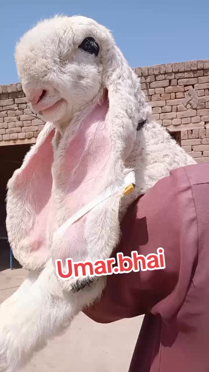 @Umar Farooq