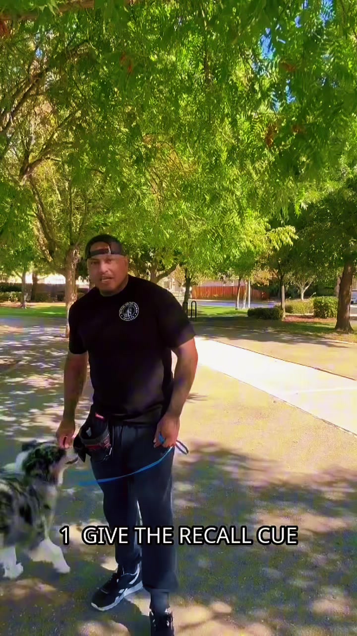 @Tactical K9s Dog Training