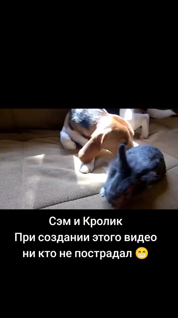 @Бигль Сэм и его семья.