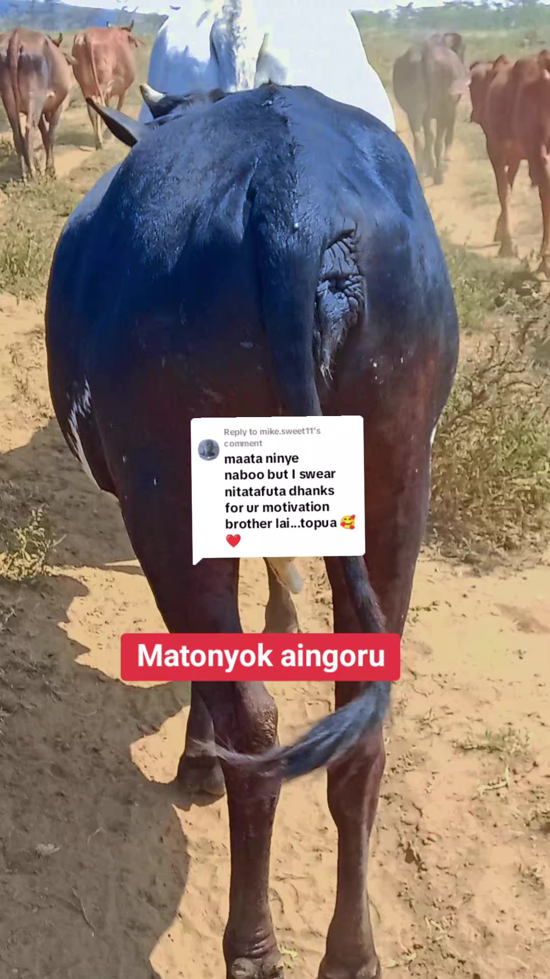 @Enkerai Ornyangusi