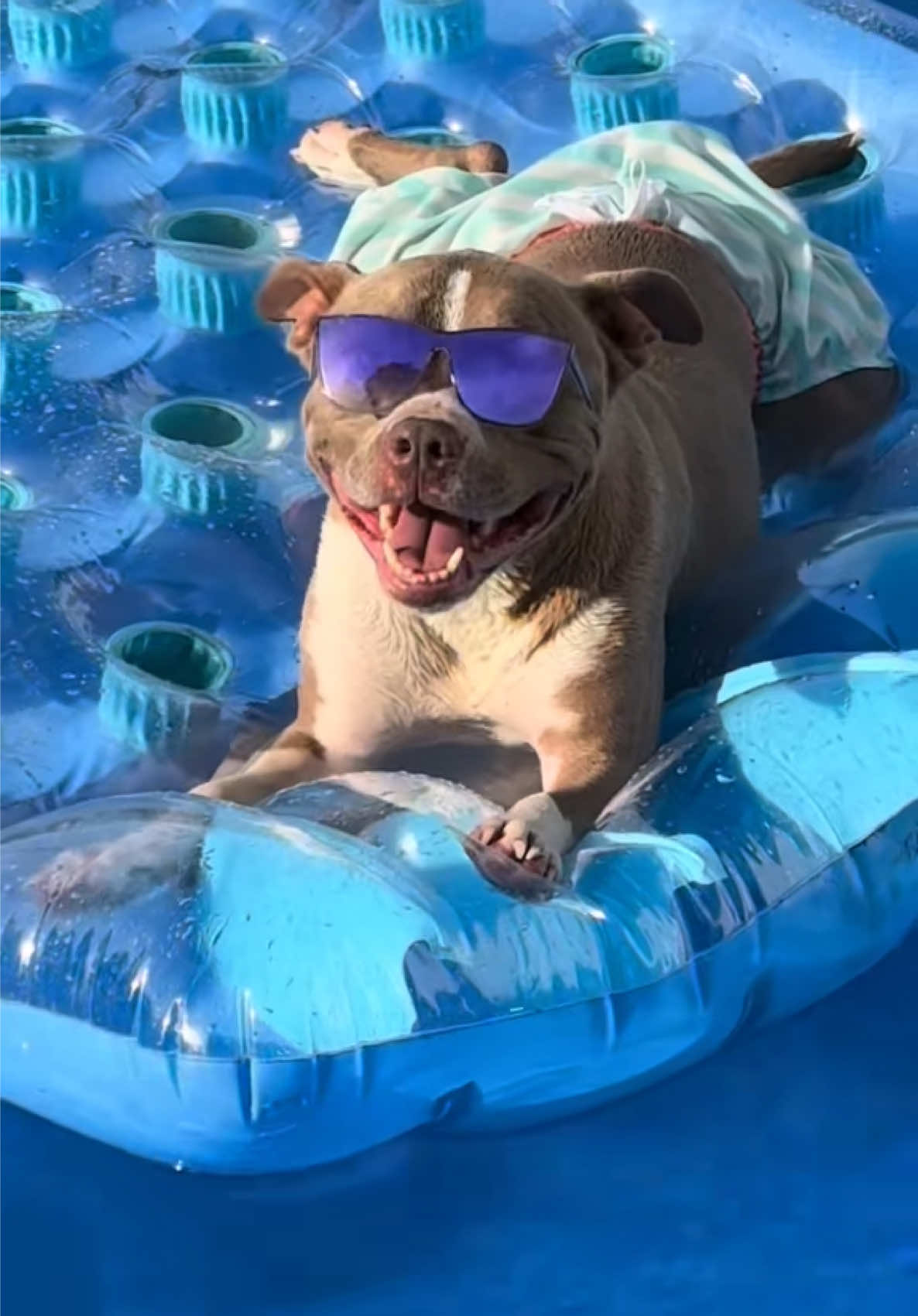 @Pittie Mom