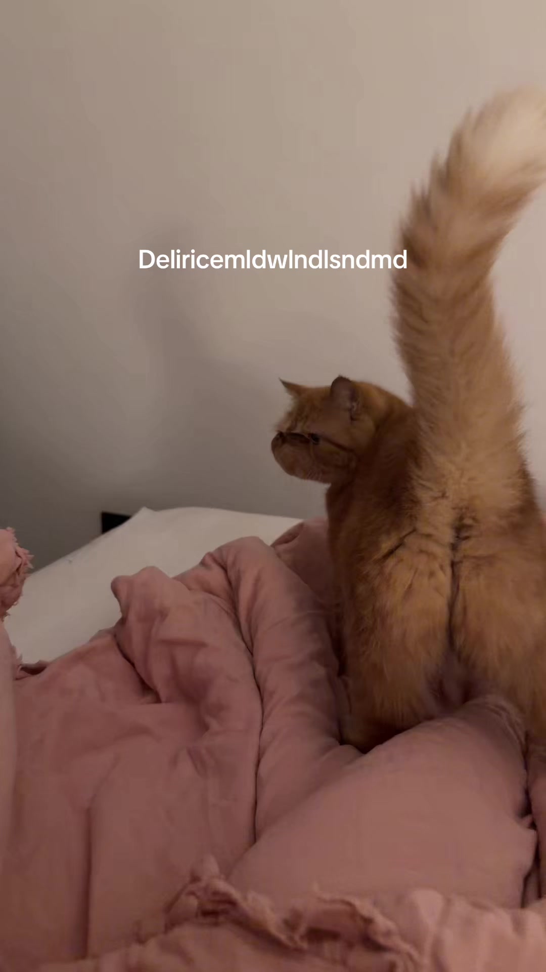 @Elifbaldann