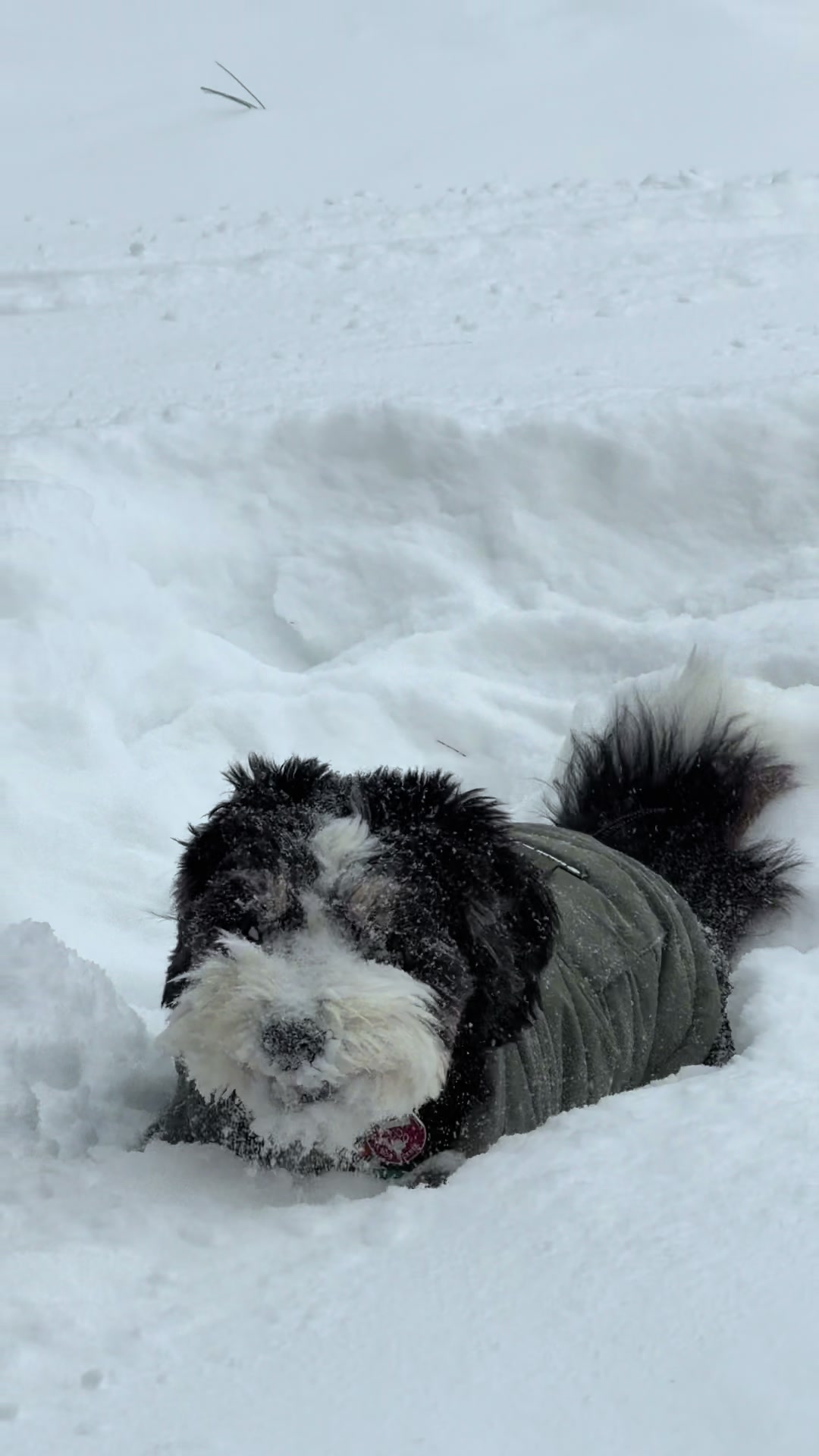 @PuppyPoppyfamily