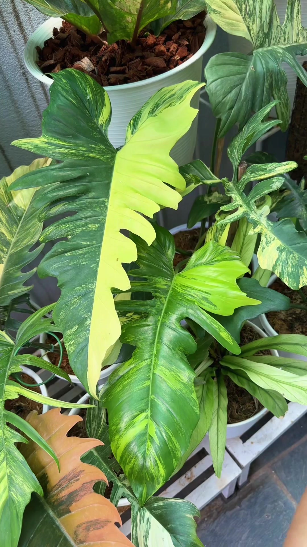 @Plantlife50