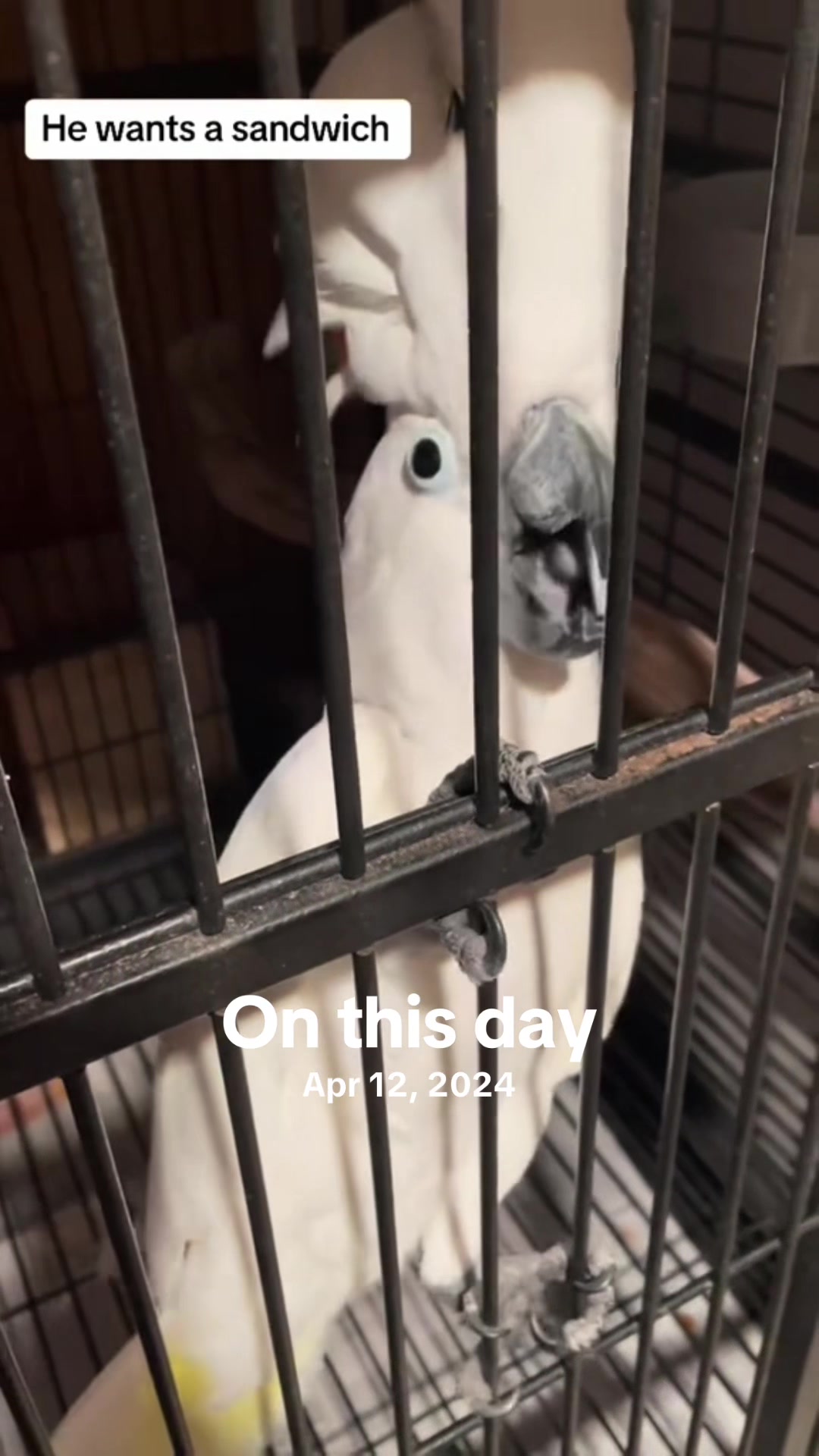 @Buster the cockatoo