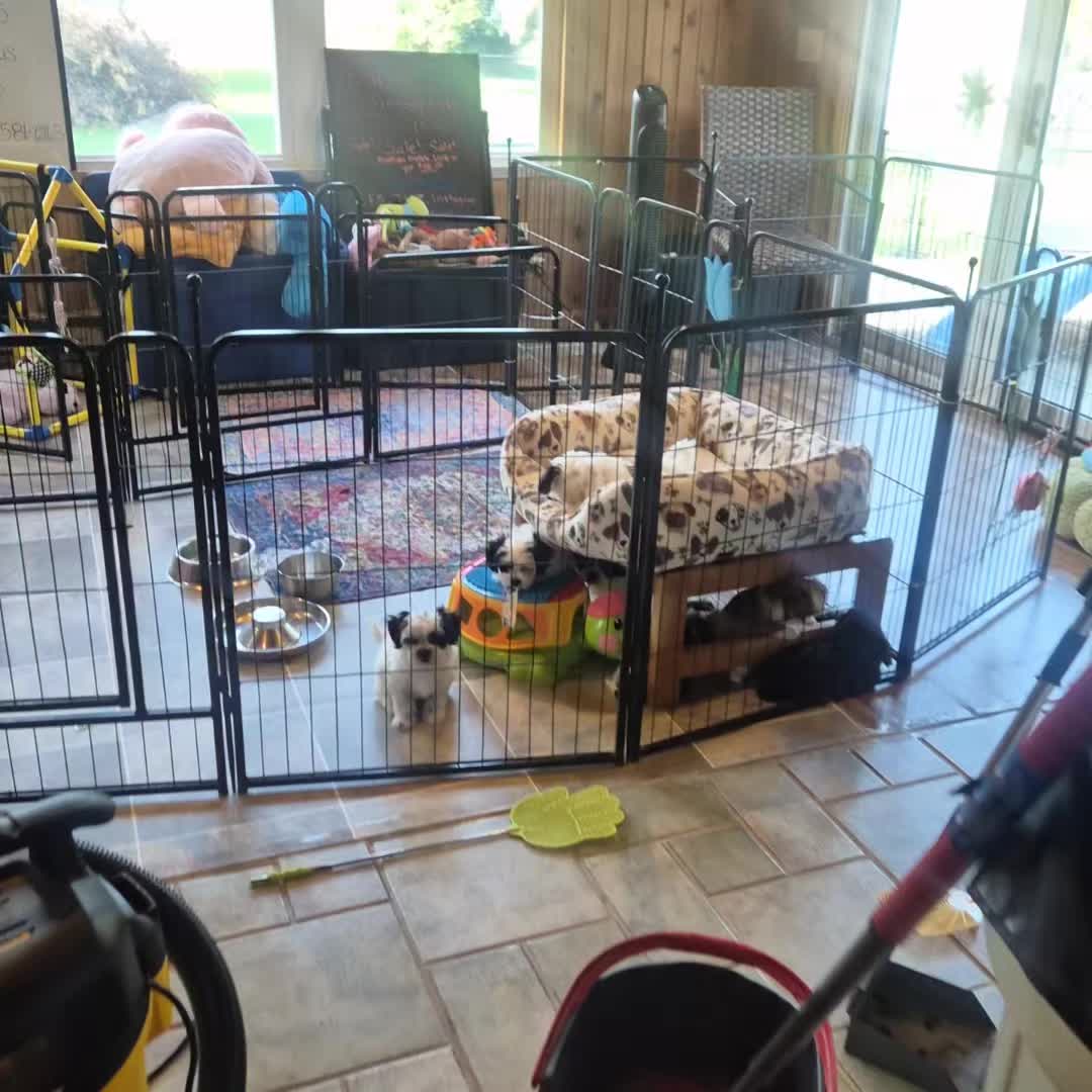 @Barb's Precious Pups