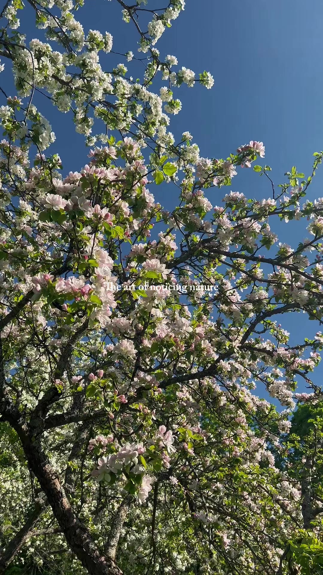 @Rojina🌸🎀