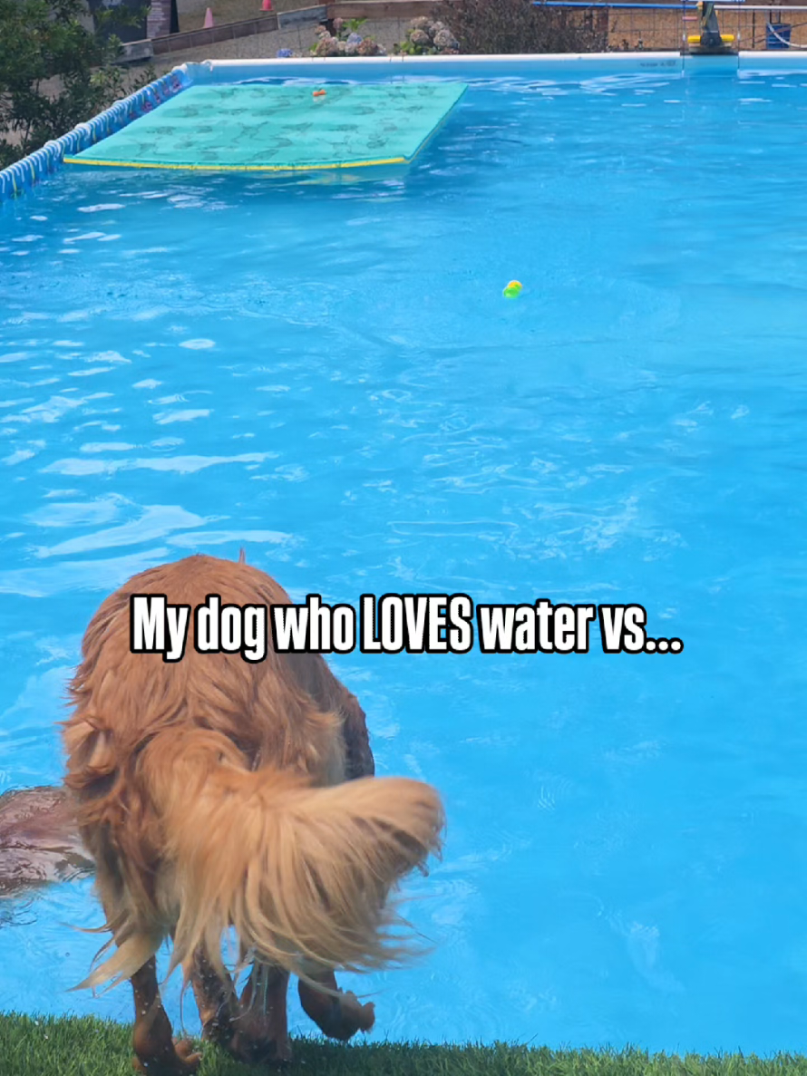@FINN | The Golden Retriever