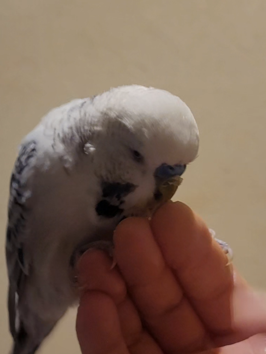 @Taha the Budgie