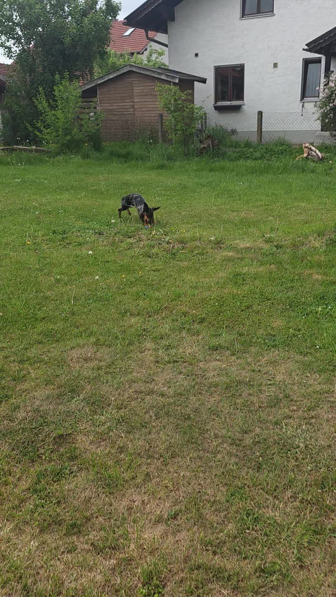 @Doggenkuh_Luna