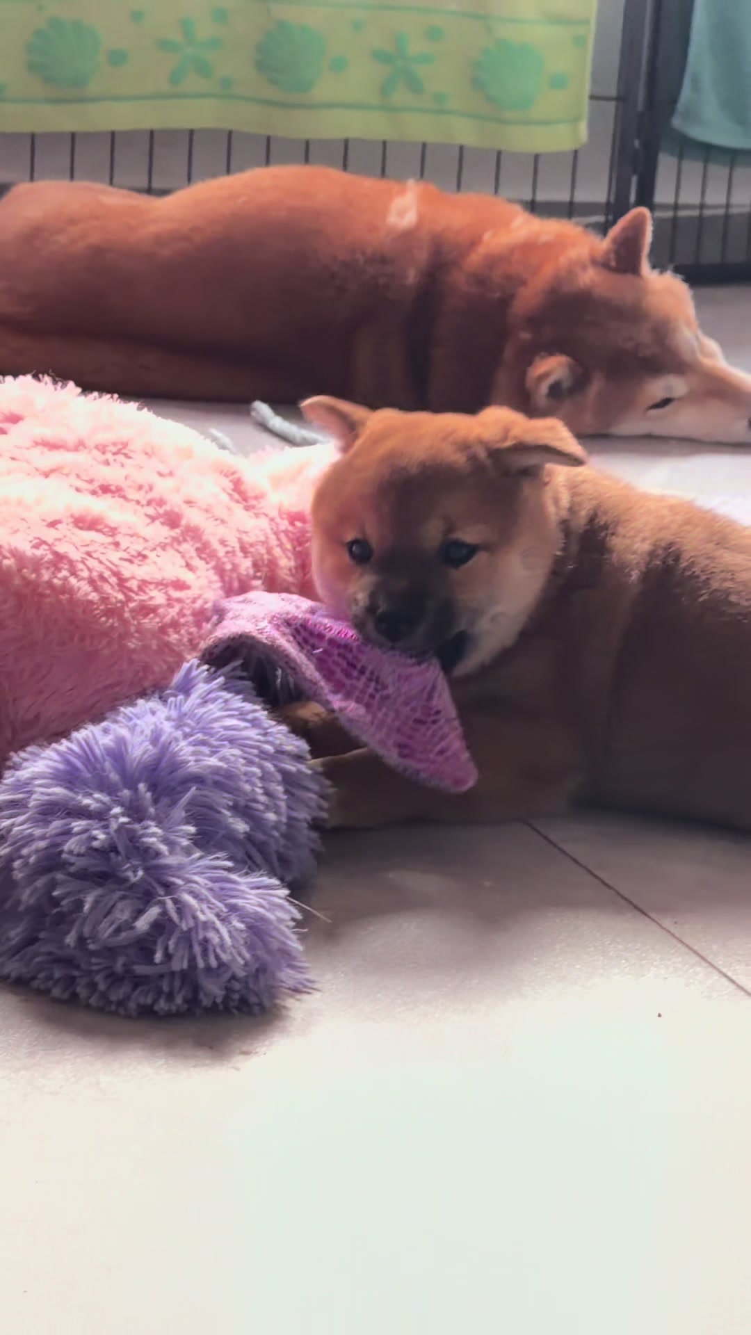 @Shiba GoNanKaiho hodowla FCI