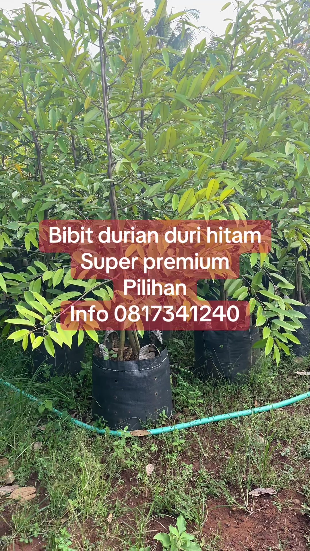 @RATU BIBIT