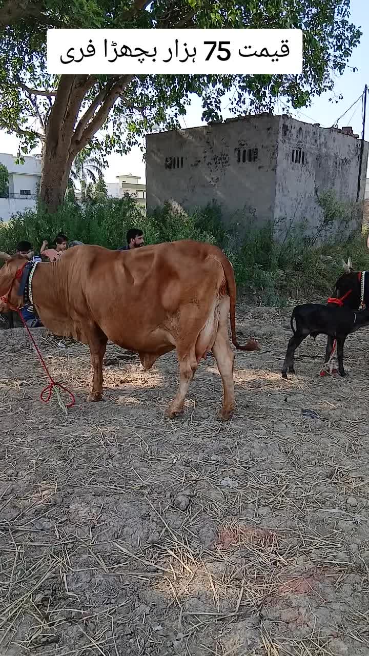 @Farming and Business Ideas