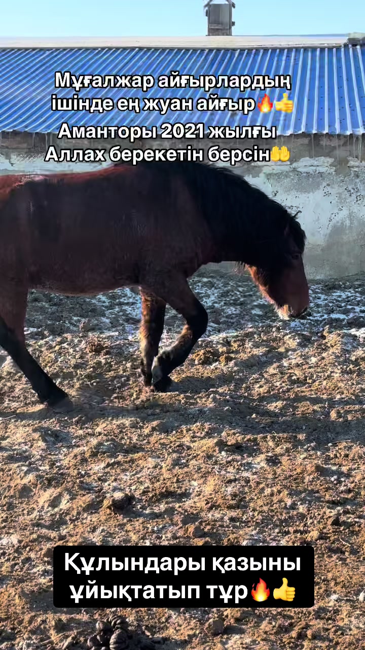 @Мұғалжар жылқысы MZ