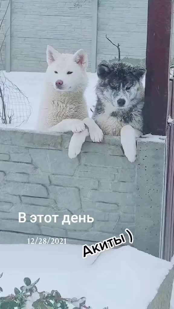 @kennel.dogs