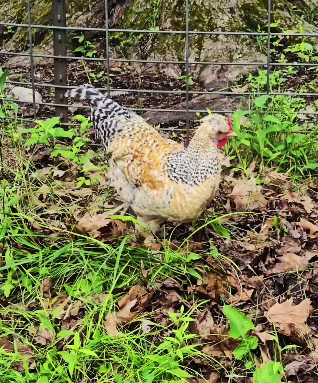 @DaisyMae Acres