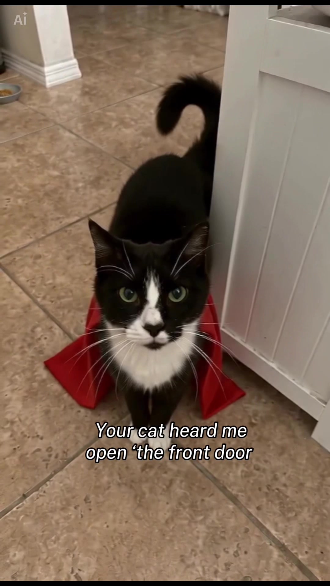 @Drew crazy cat guy