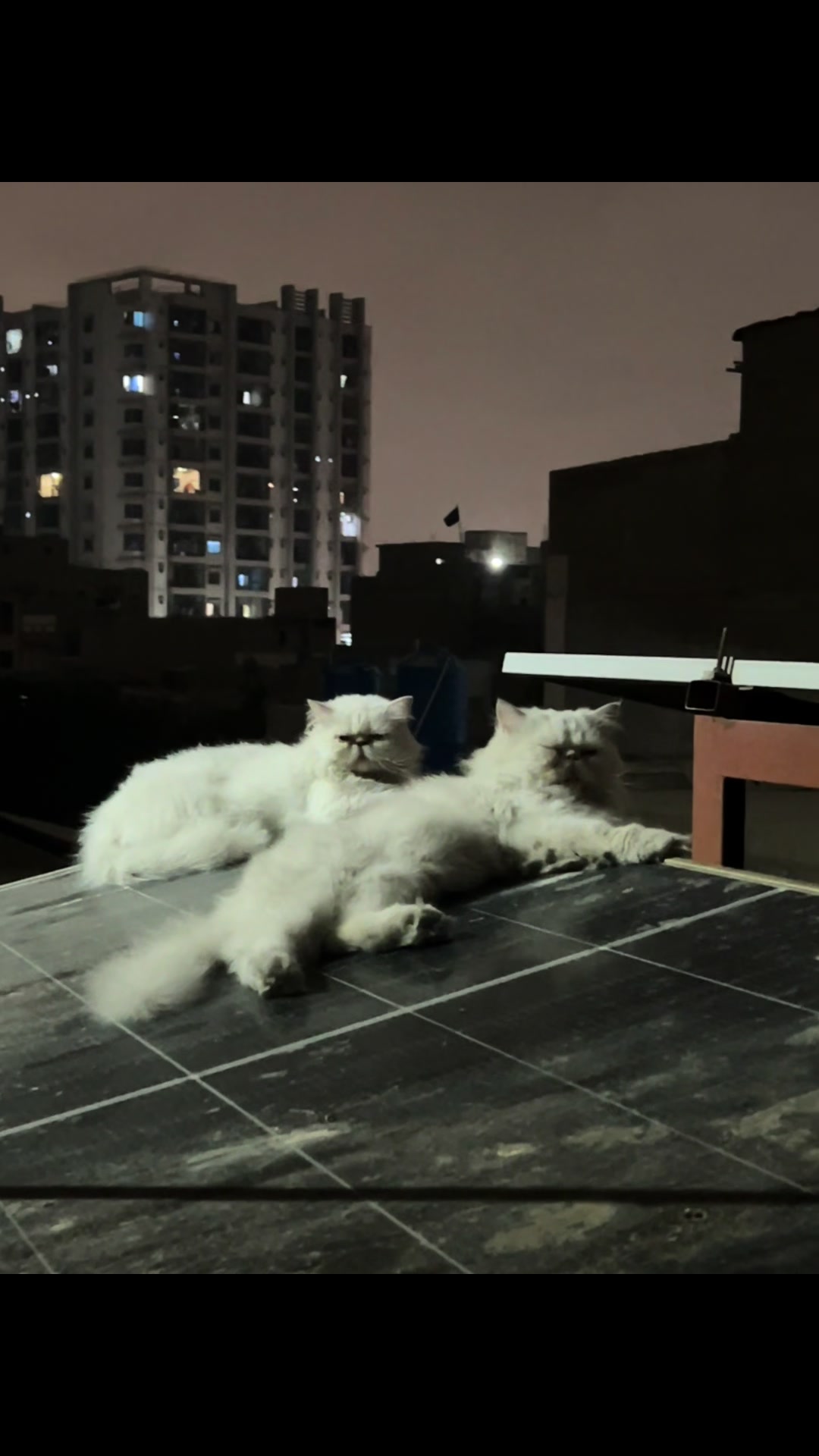 @karachikittens