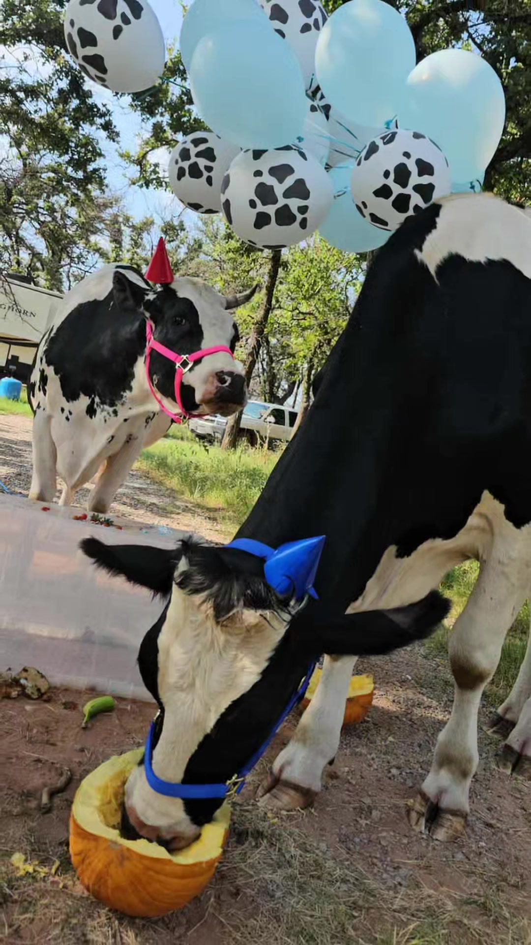 @Only Cows