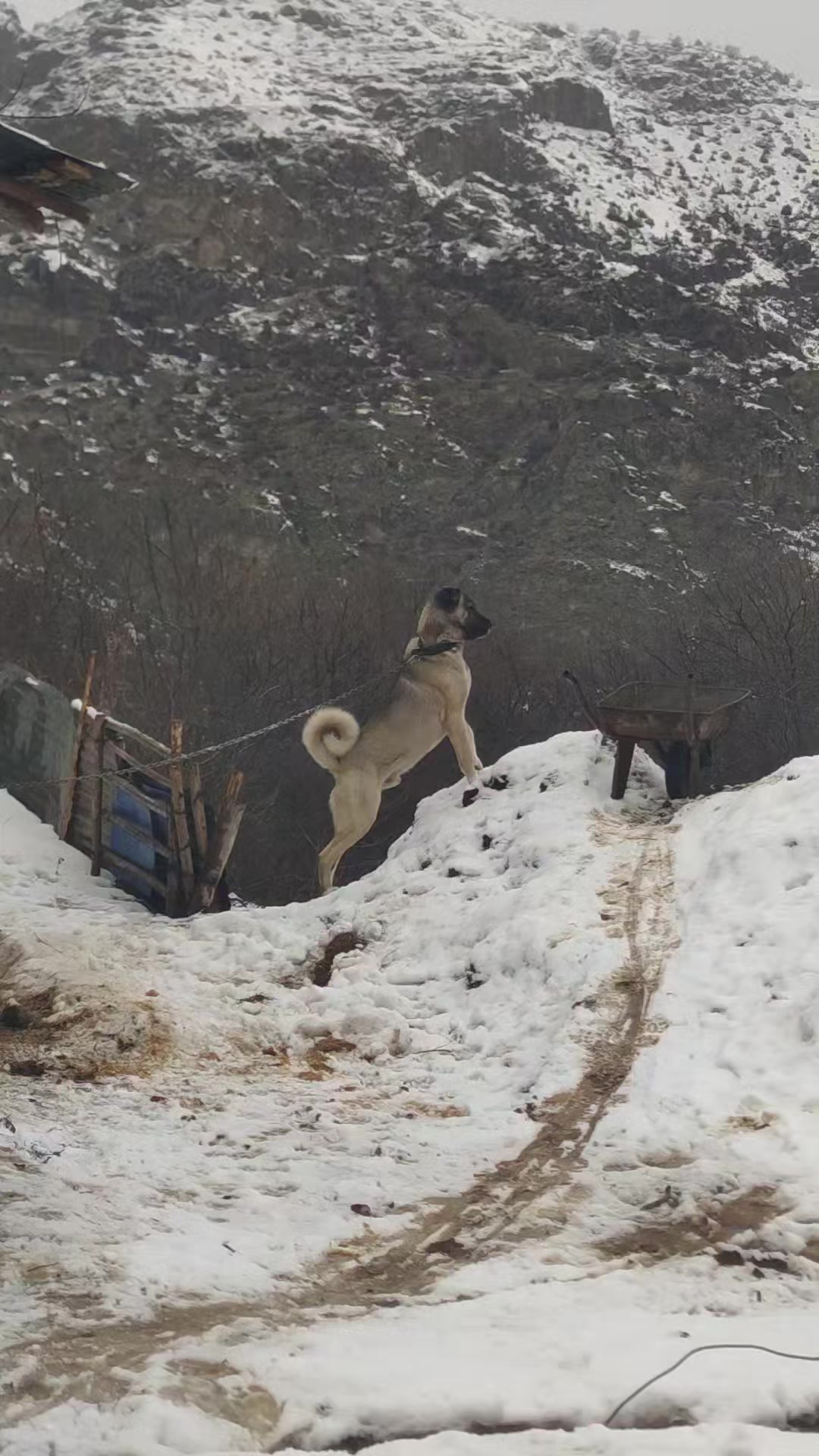 @PALA 25🐺