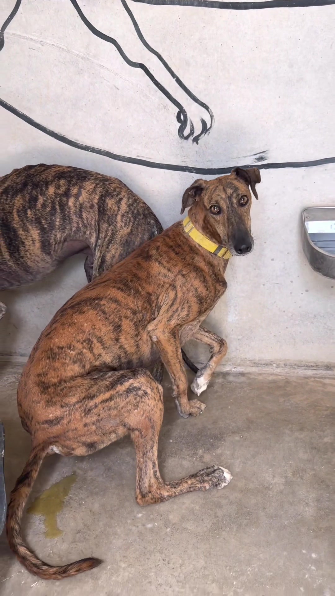 @Galgos del Sol