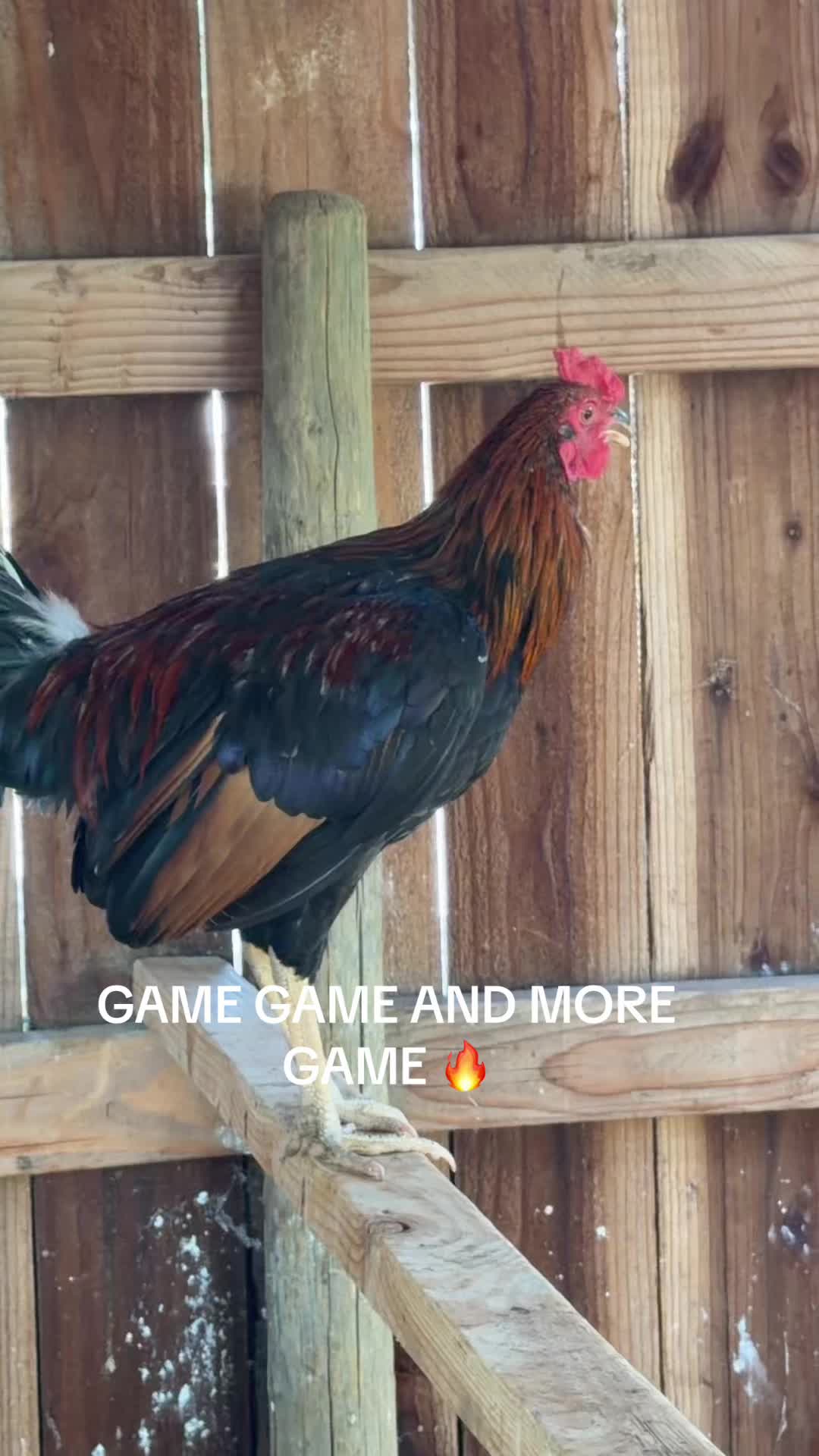 @Stranger Game Farm