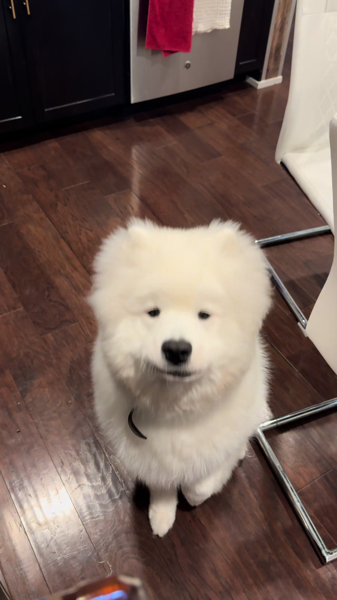 @Mishka the Samoyed