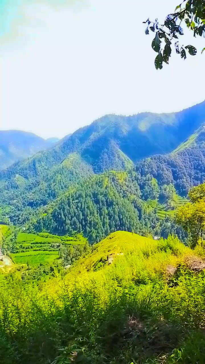 @WAQAR AHMAD ❤️love botany 🌴
