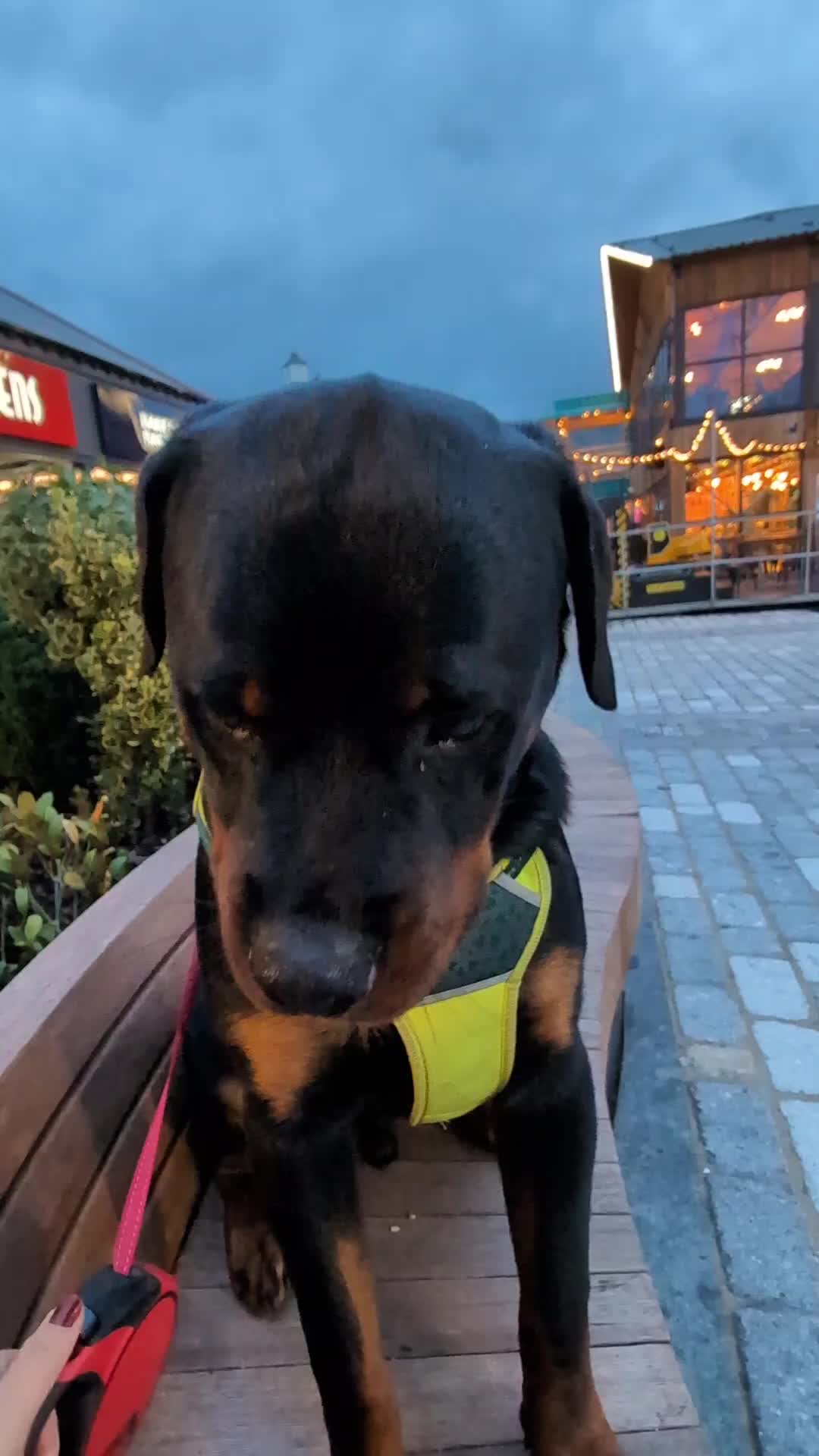 @Rio The Rottie 🐾🐶