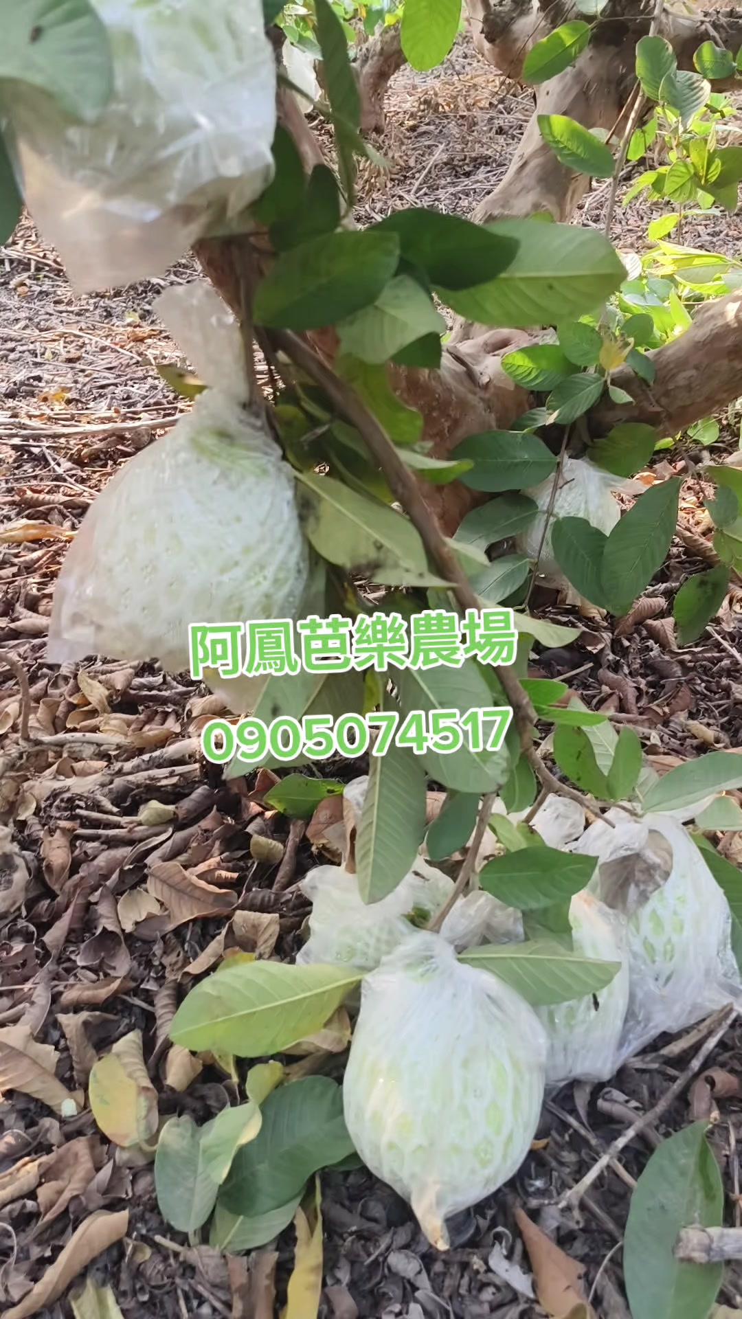 @阿軒