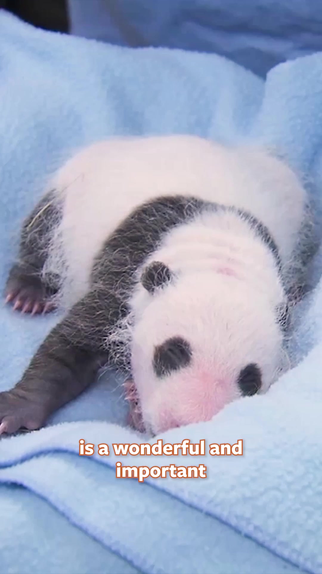 @Mutual of Omaha's Wild Kingdom
